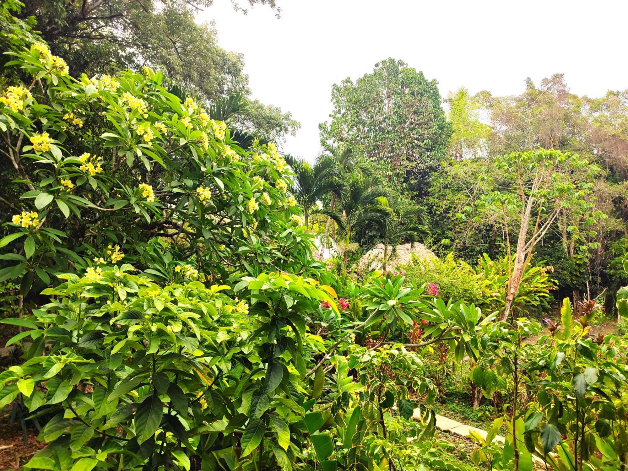 Maya Mountain Lodge San Ignacio Eksteriør billede